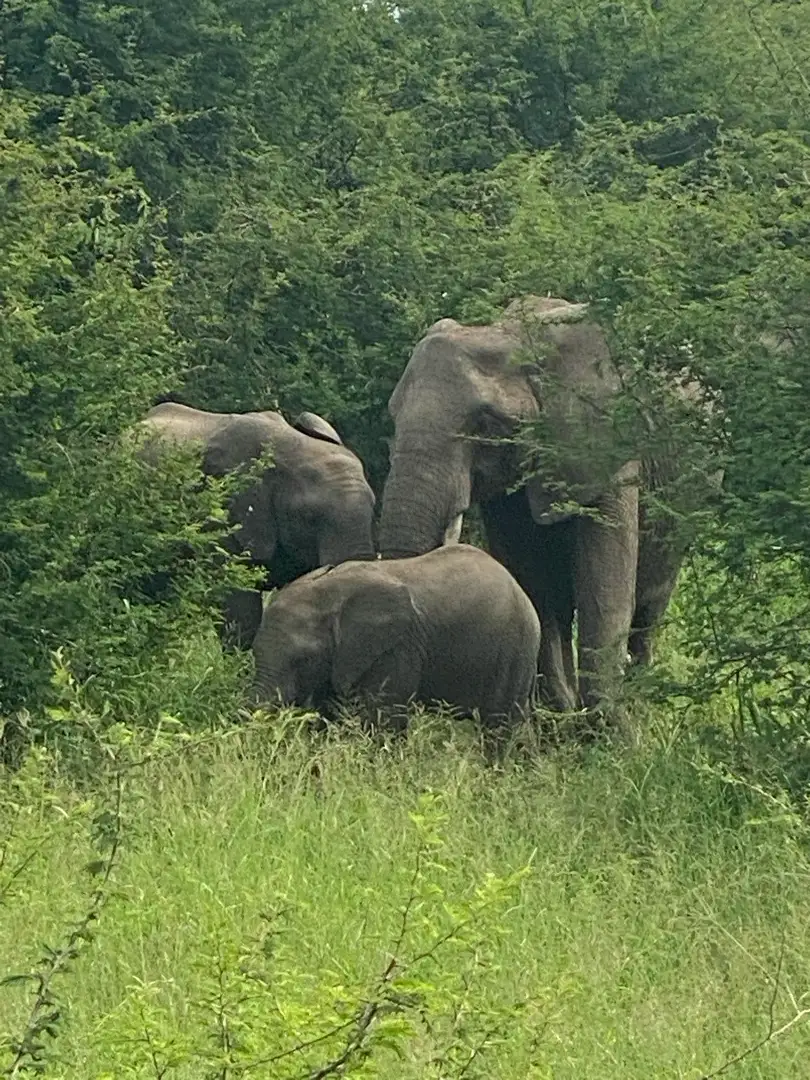 Marie-Laurence's cover